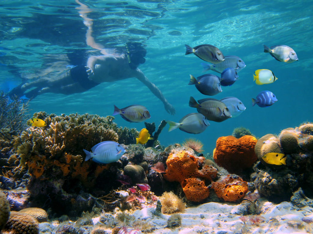 snorkeling puerto morelos