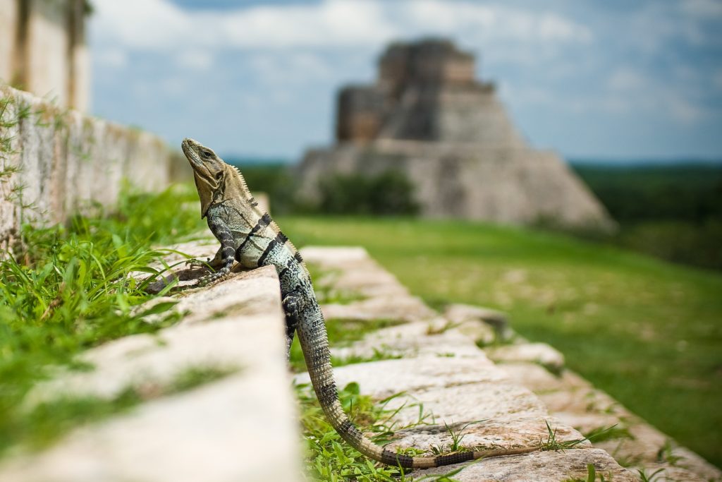 iguane chichen itza