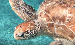 tortue snorkeling tulum Riviera maya au Mexique