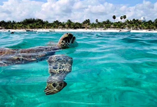 tortue Sian kaan Riviera maya au Mexique