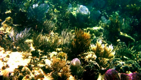 Snorkeling Puerto Morelos