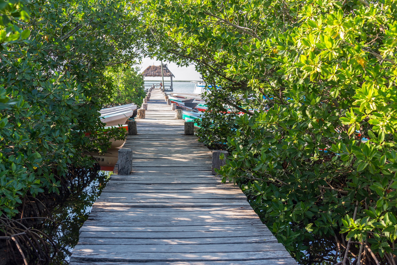 Punta allen