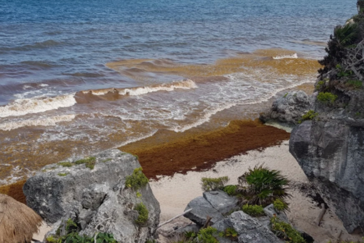 Les Sargasses au Mexique et sur les plages du Yucatan en 2023