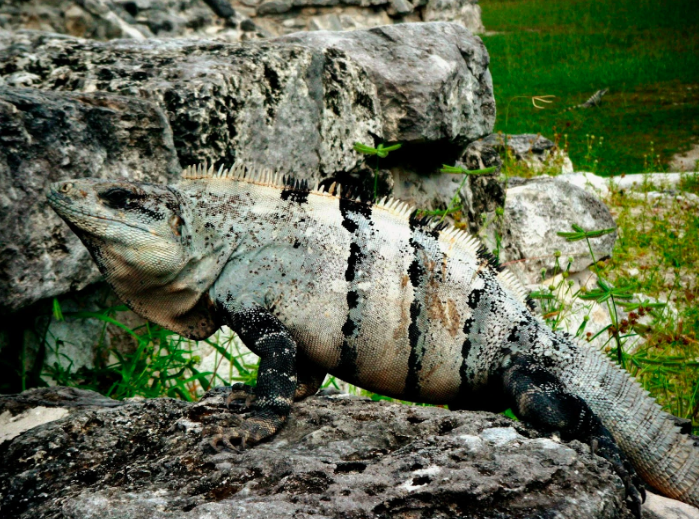 Calakmul iguane