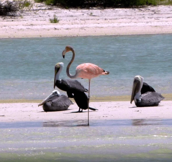 flamant rose holbox road trip au Yucatán