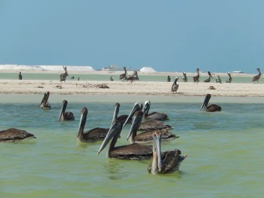 Pélican à Rio Lagartos