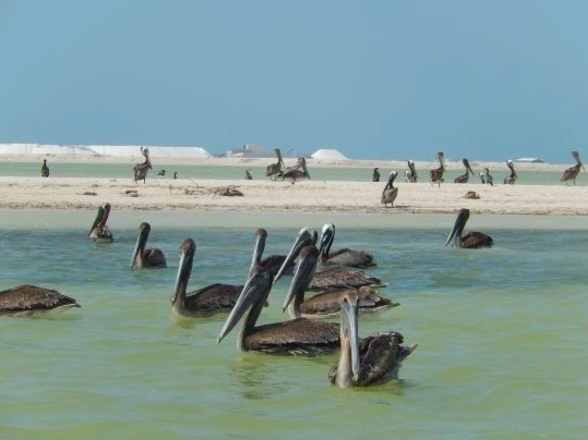 rio lagartos pelican