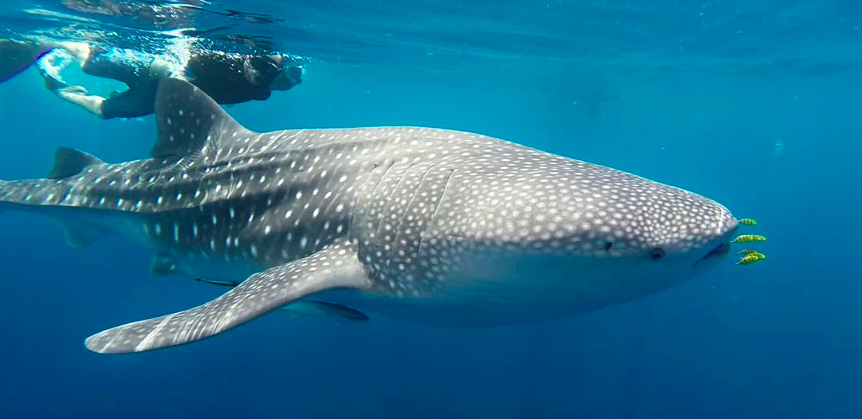 excursion nage avec les requins baleines secretoo