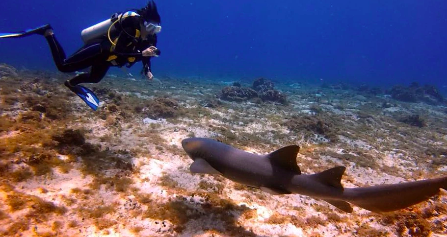 requin cozumel plongee