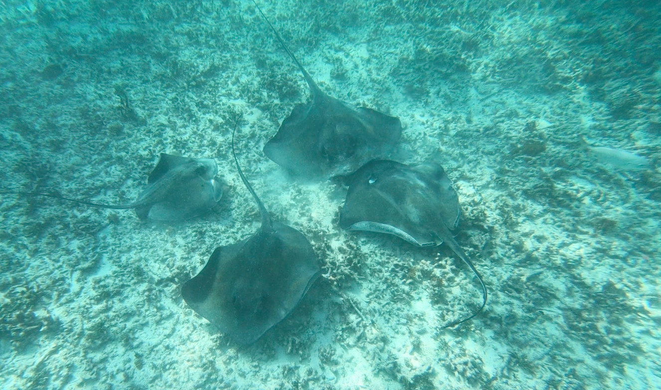 raie tulum snorkeling