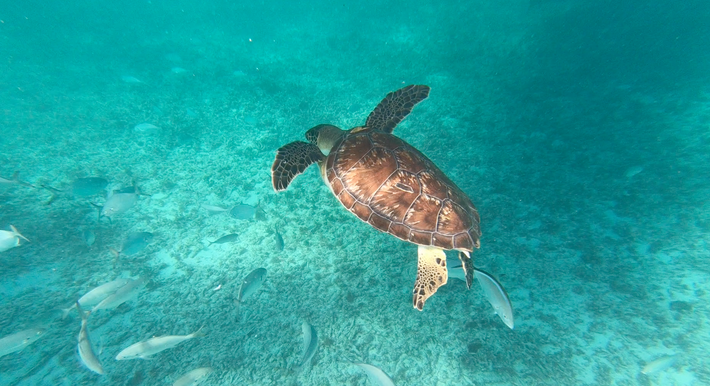 tortues Tulum