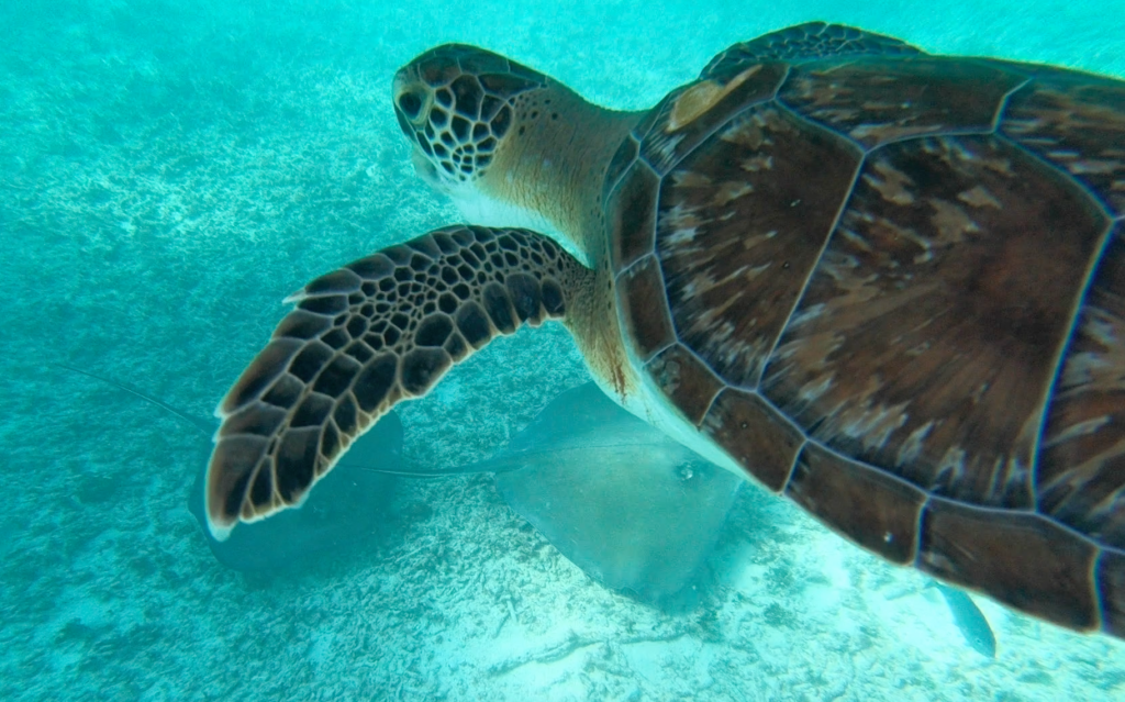 tortue snorkeling mexique tulum Riviera maya au Mexique