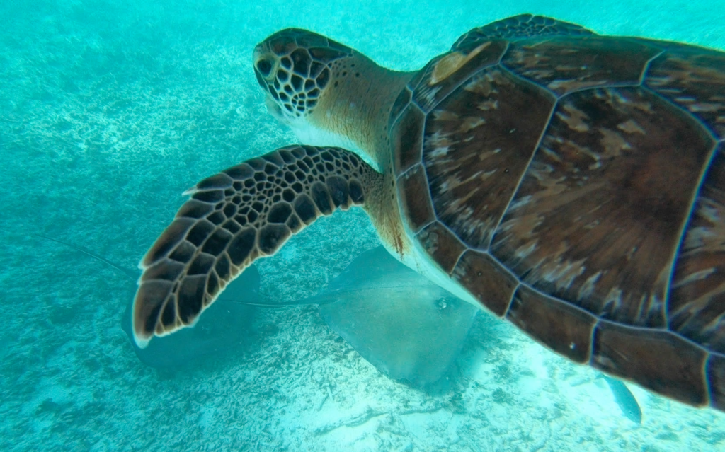 tortue snorkeling mexique tulum