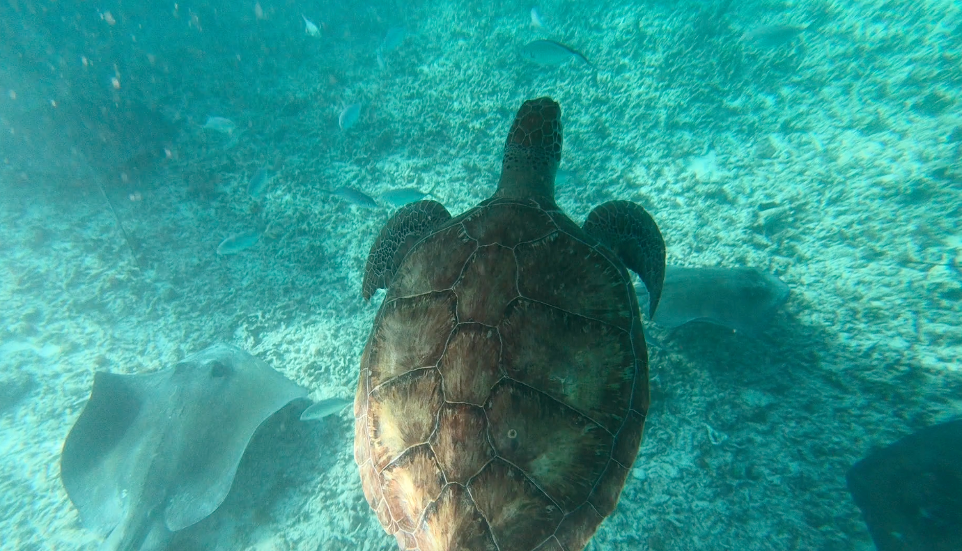 tortues Tulum