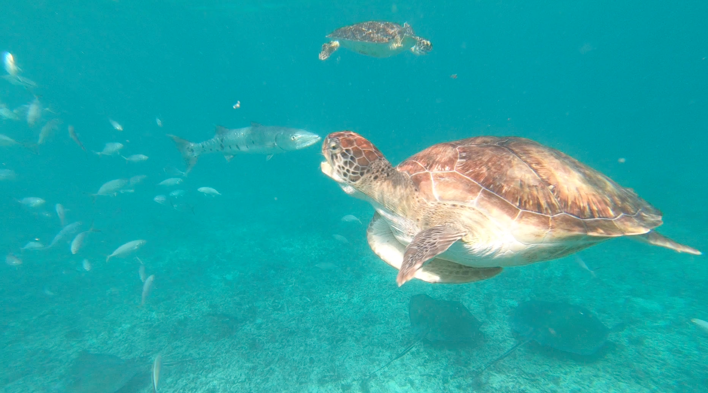nager avec les tortues au mexique