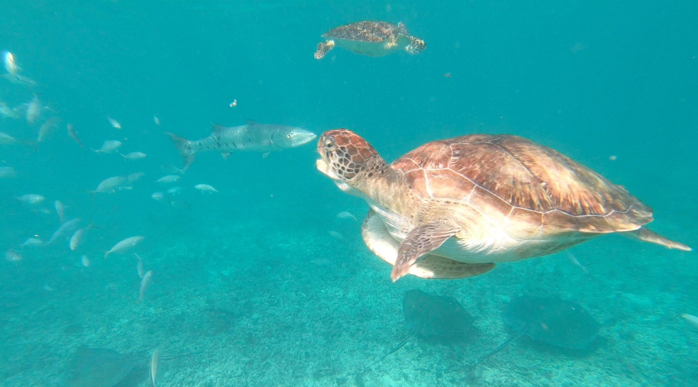 nager avec les tortues au Mexique 