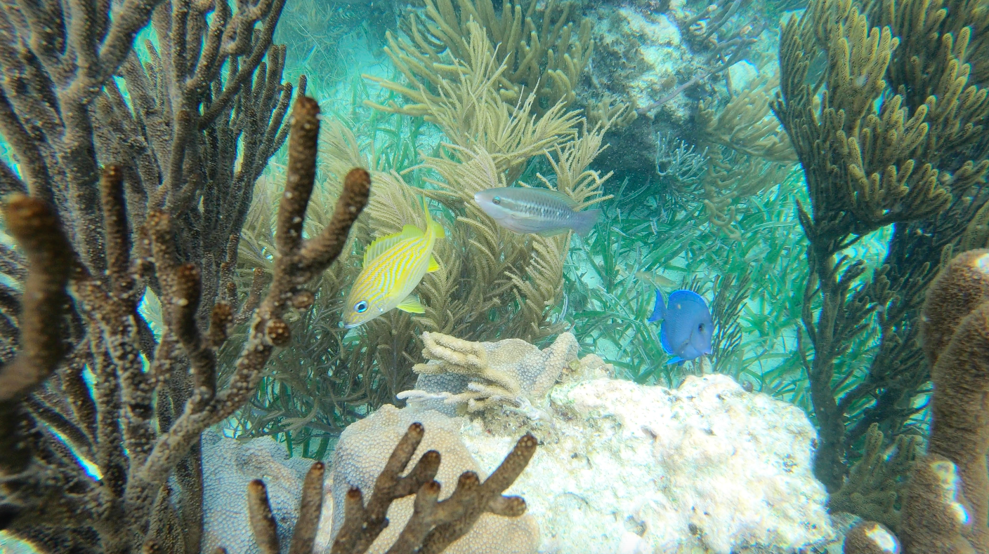 puerto morelos snorkeling