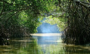 excursion mangrove celestun