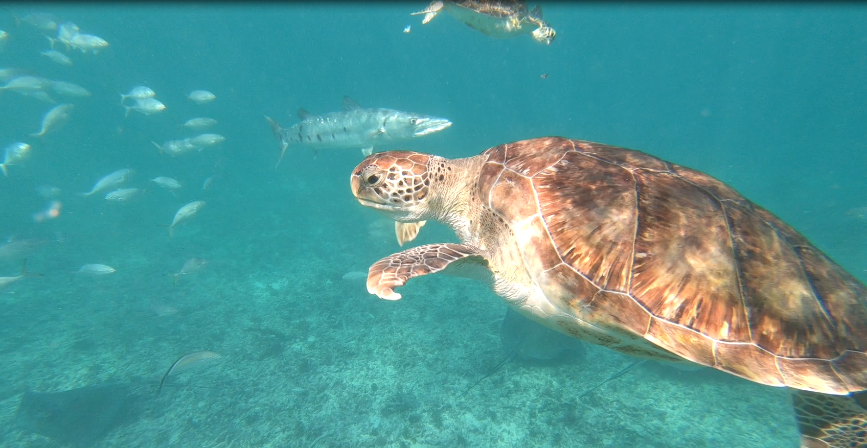 snorkeling tulum secretoo