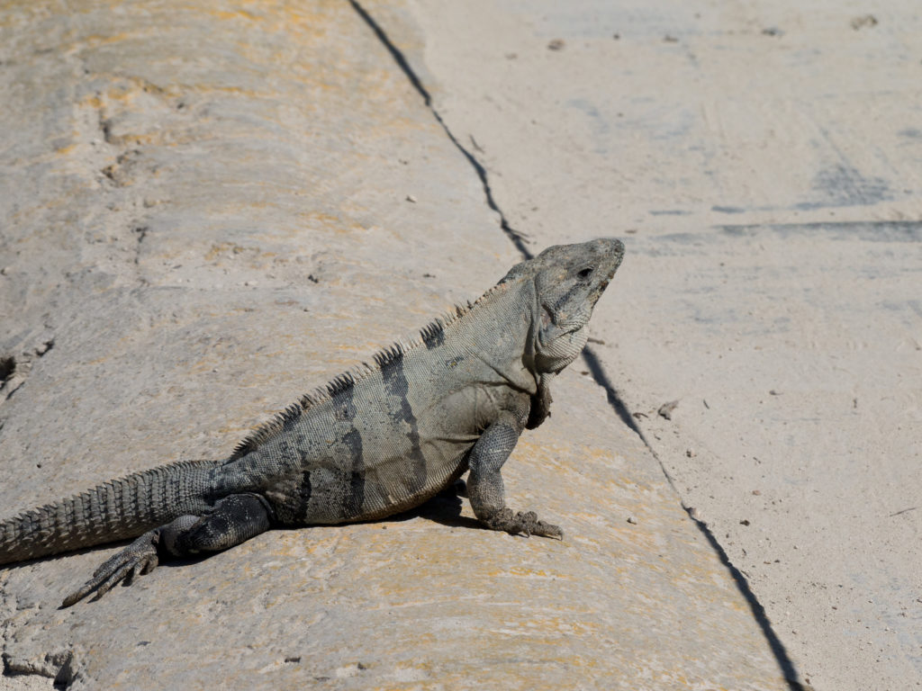 Visite Ek balam guide francophone road trip au Yucatán