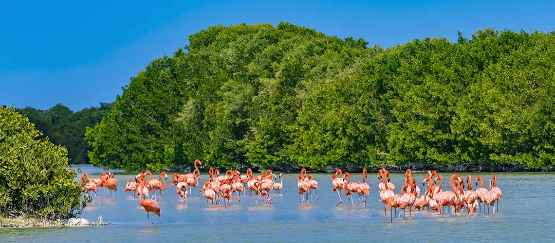 Celestun flamant rose