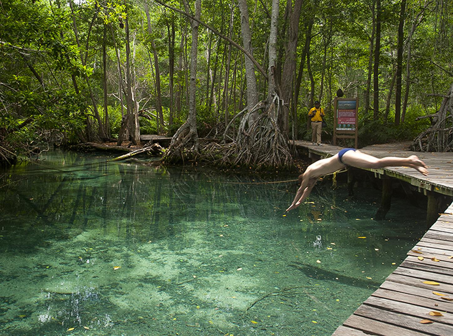 Celestune mangrove baignade