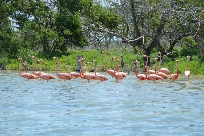 Flamant rose kayak holbox