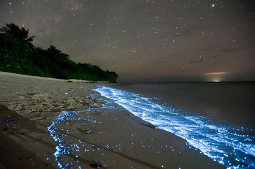 Holbox Bioluminescence