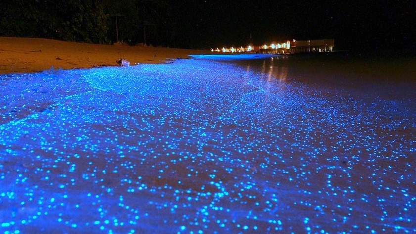 Holbox bio luminescence