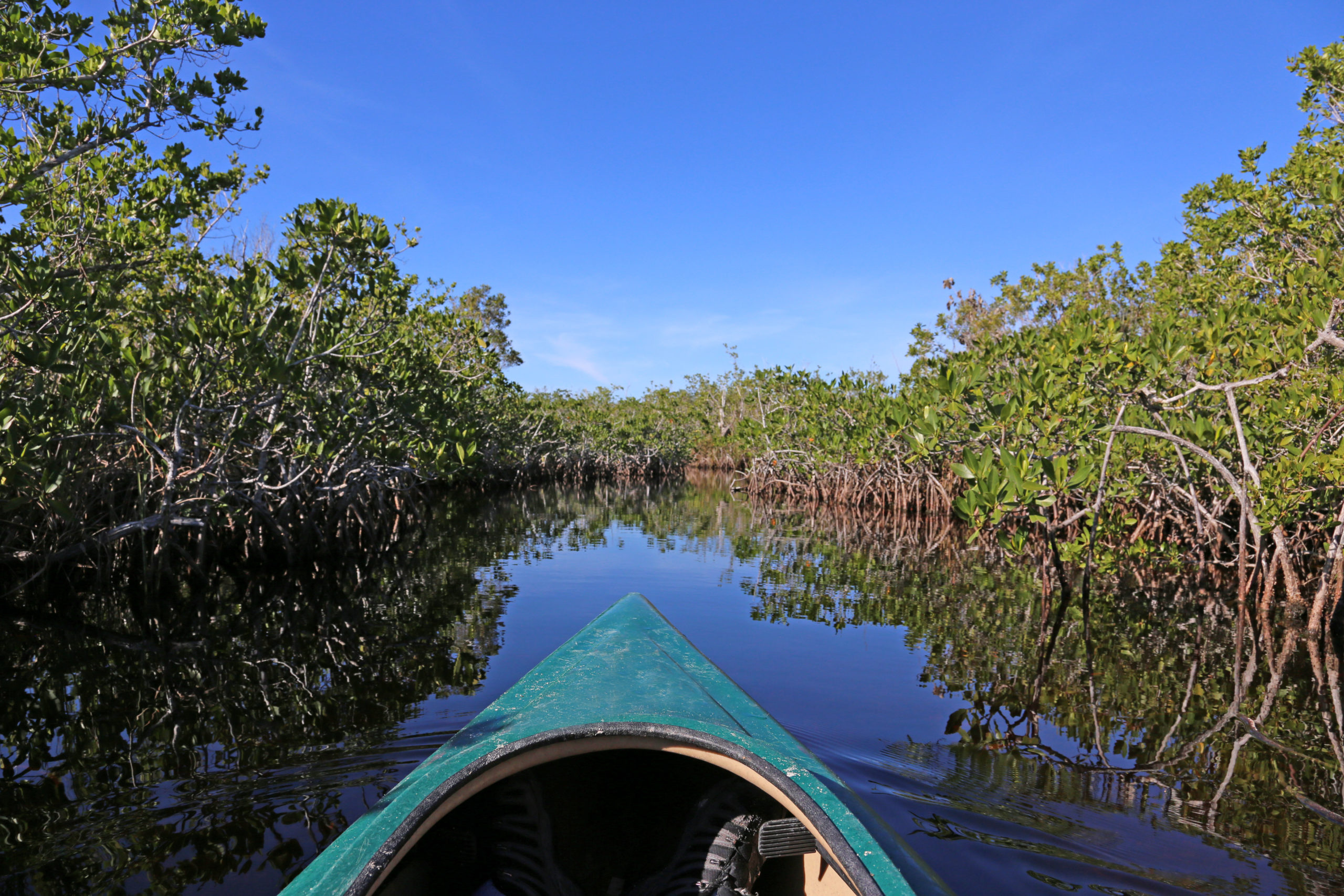 Kayak in the Mangroves