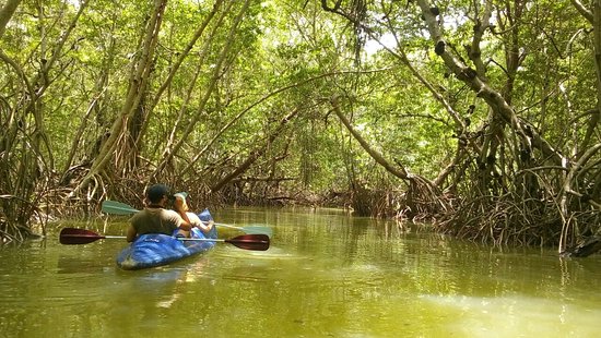 mangrove celestun kayak