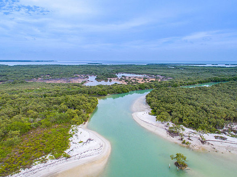 Mangrove kayak holbox