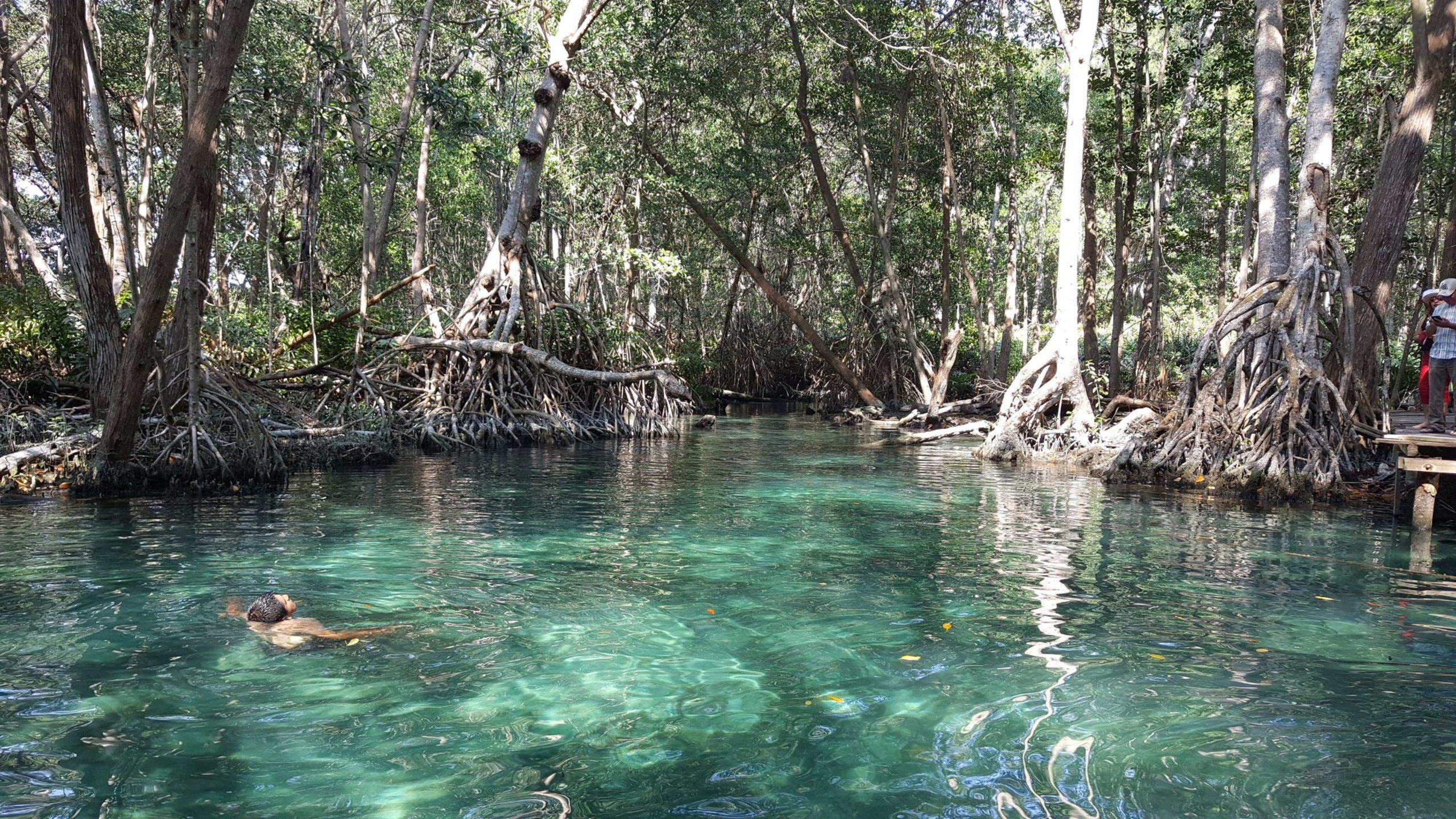 celestun mangrove