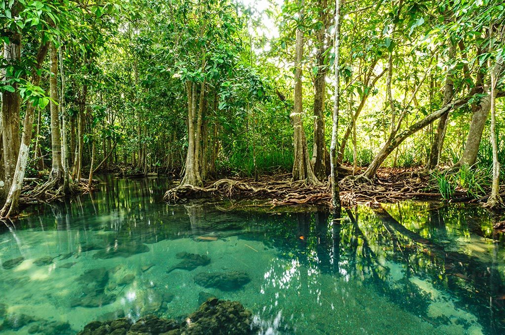 mangrove celestun road trip au Yucatán
