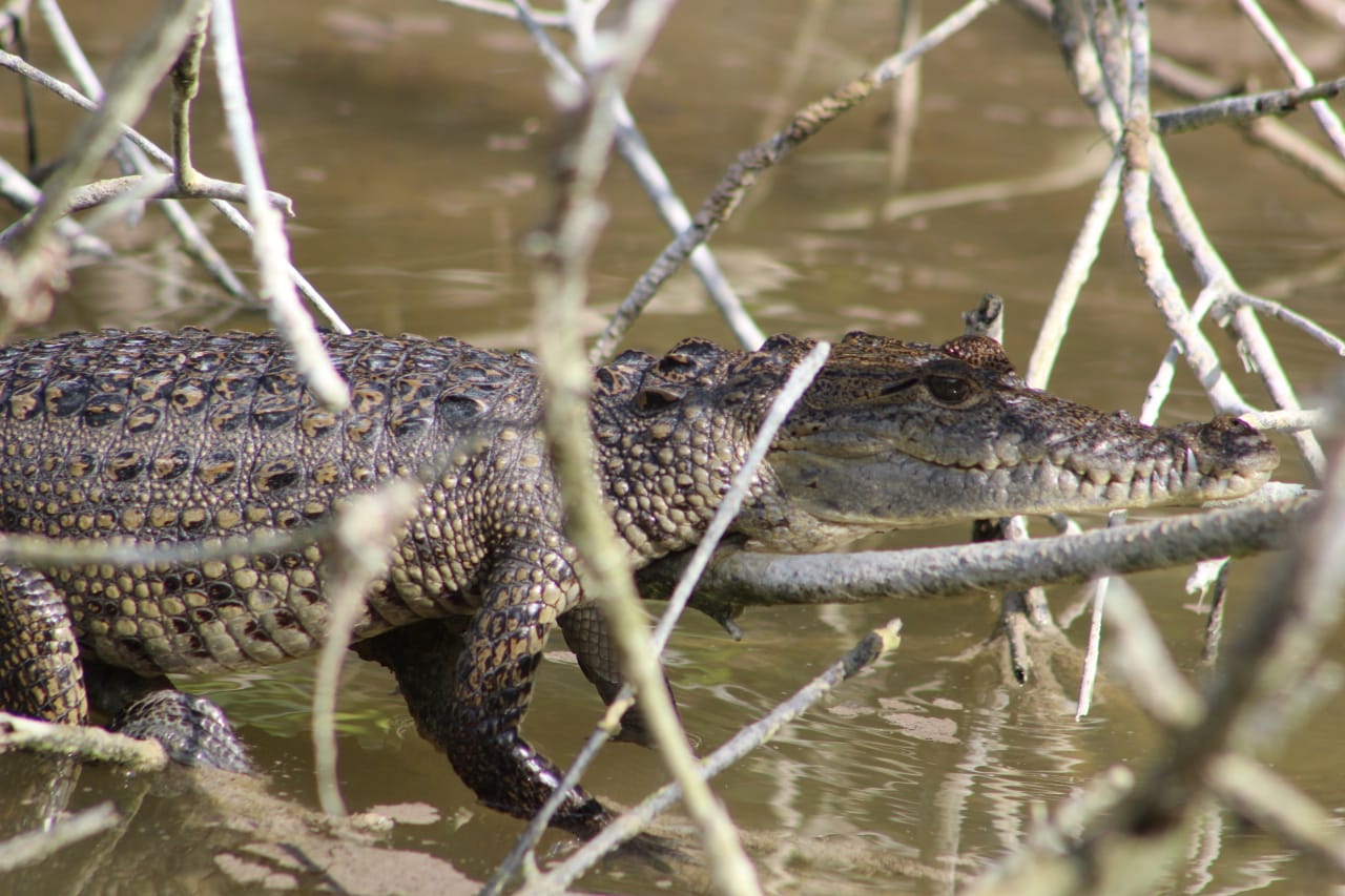 crocodiles sian kaan