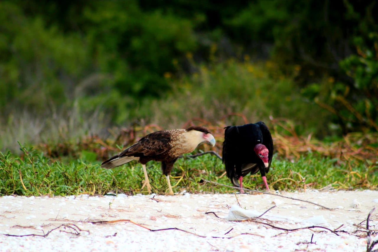 Excursion Secretoo Celestun Road trip au Yucatán de 2 semaines