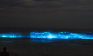 Excursion Bioluminescence Holbox avec guide francophone Secretoo