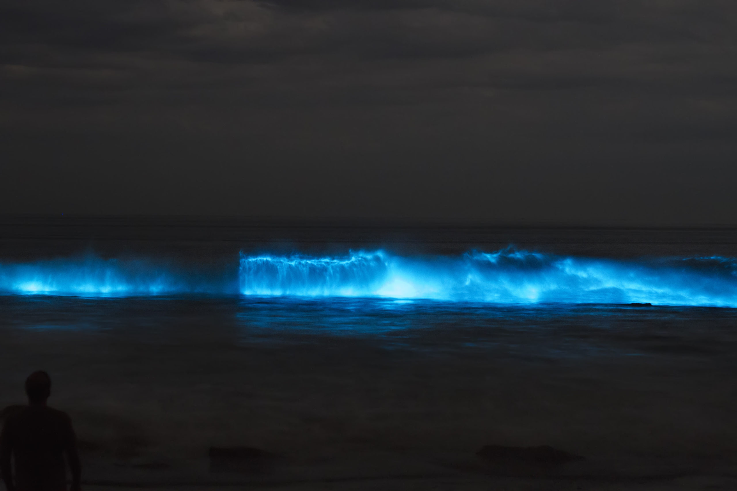 Bioluminescence Holbox guide francophone