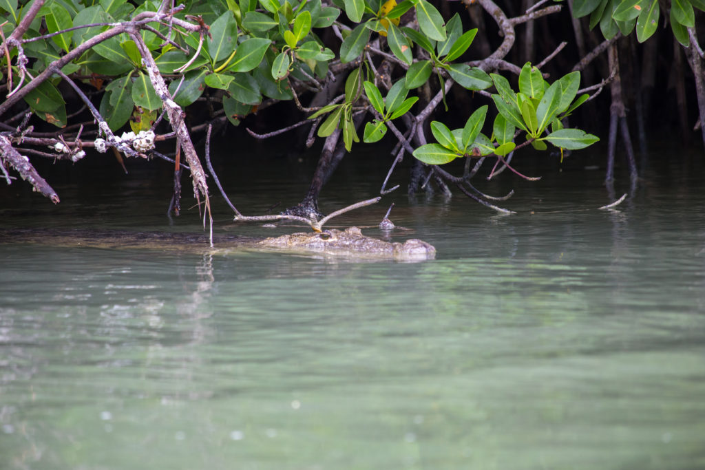 7 endroits où voir les crocodiles au Mexique