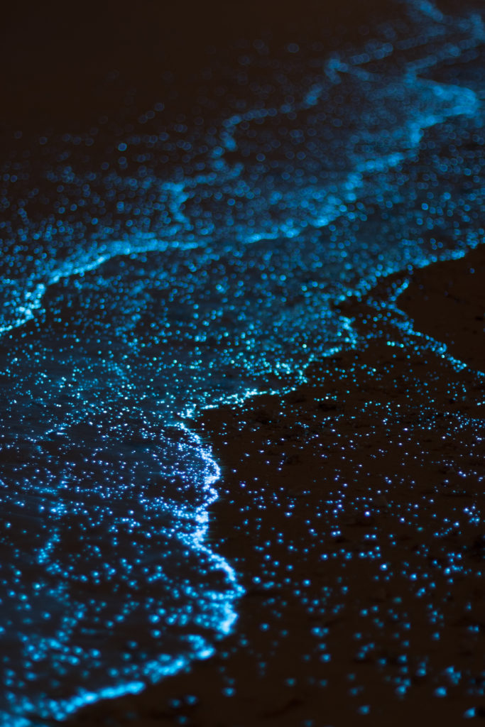 Bioluminescence Holbox guide francophone road trip au Yucatán