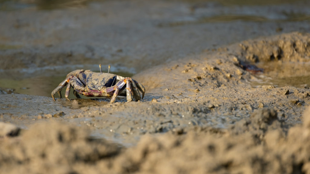 Balade dans la mangrove holbox guide francophone Secretoo