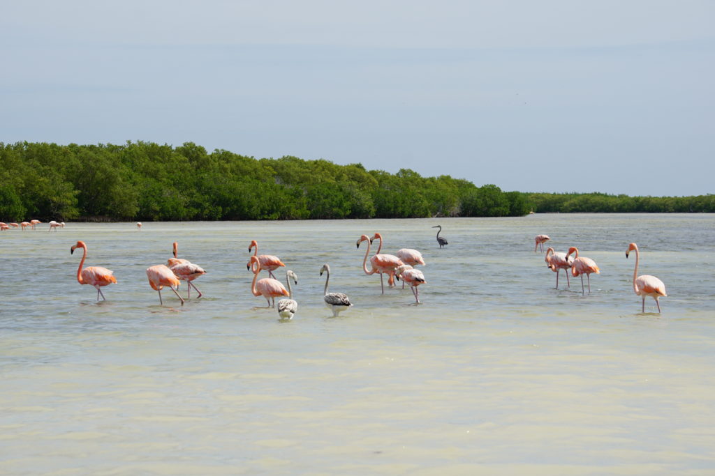 Flamant rose balade dans la mangrove