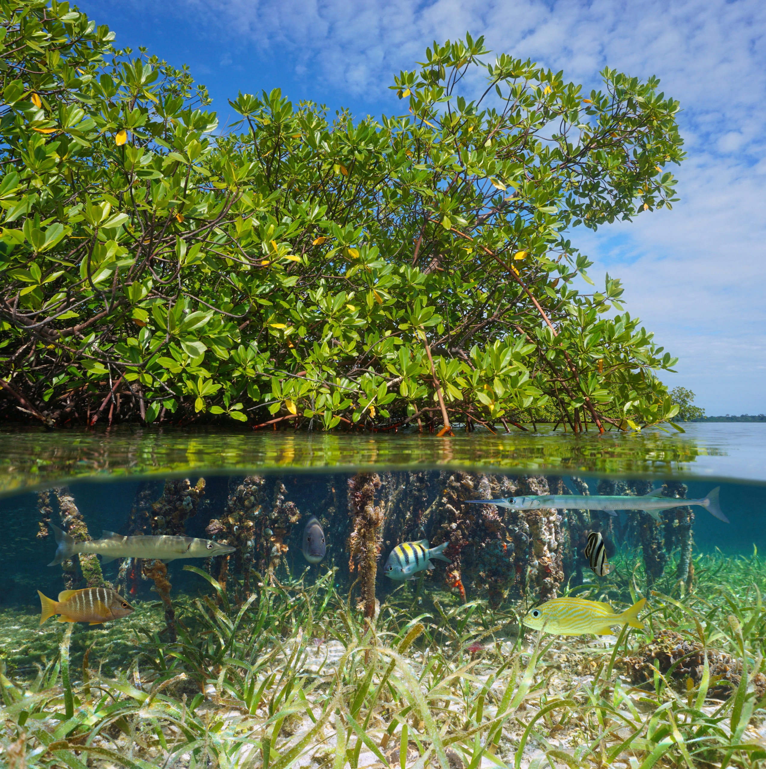 Balade dans la mangrove holbox guide francophone Secretoo