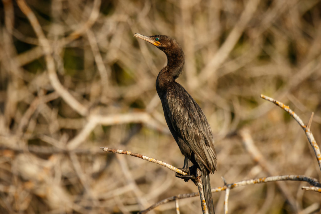 Balade dans la mangrove holbox guide francophone Secretoo