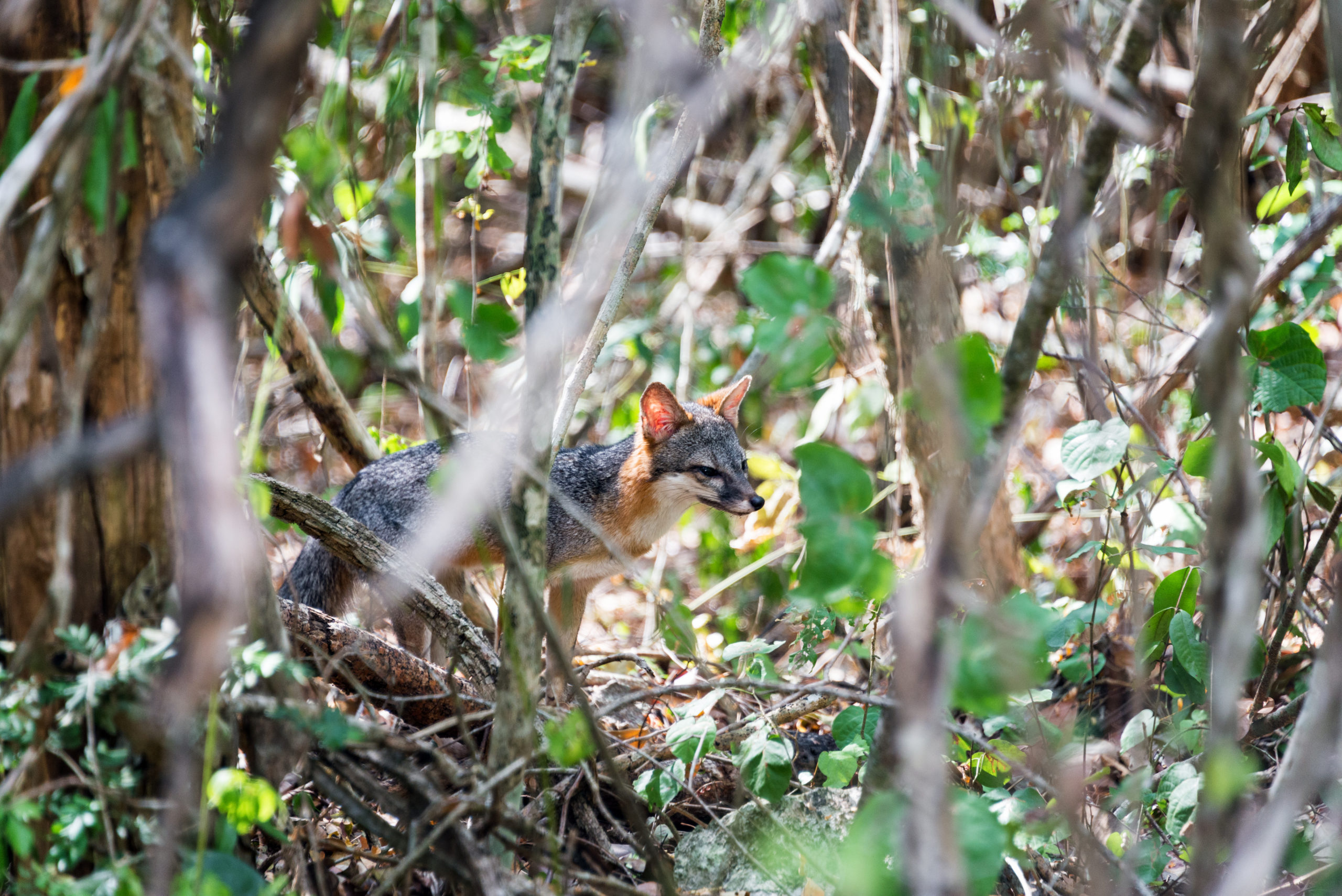 Calakmul animaux