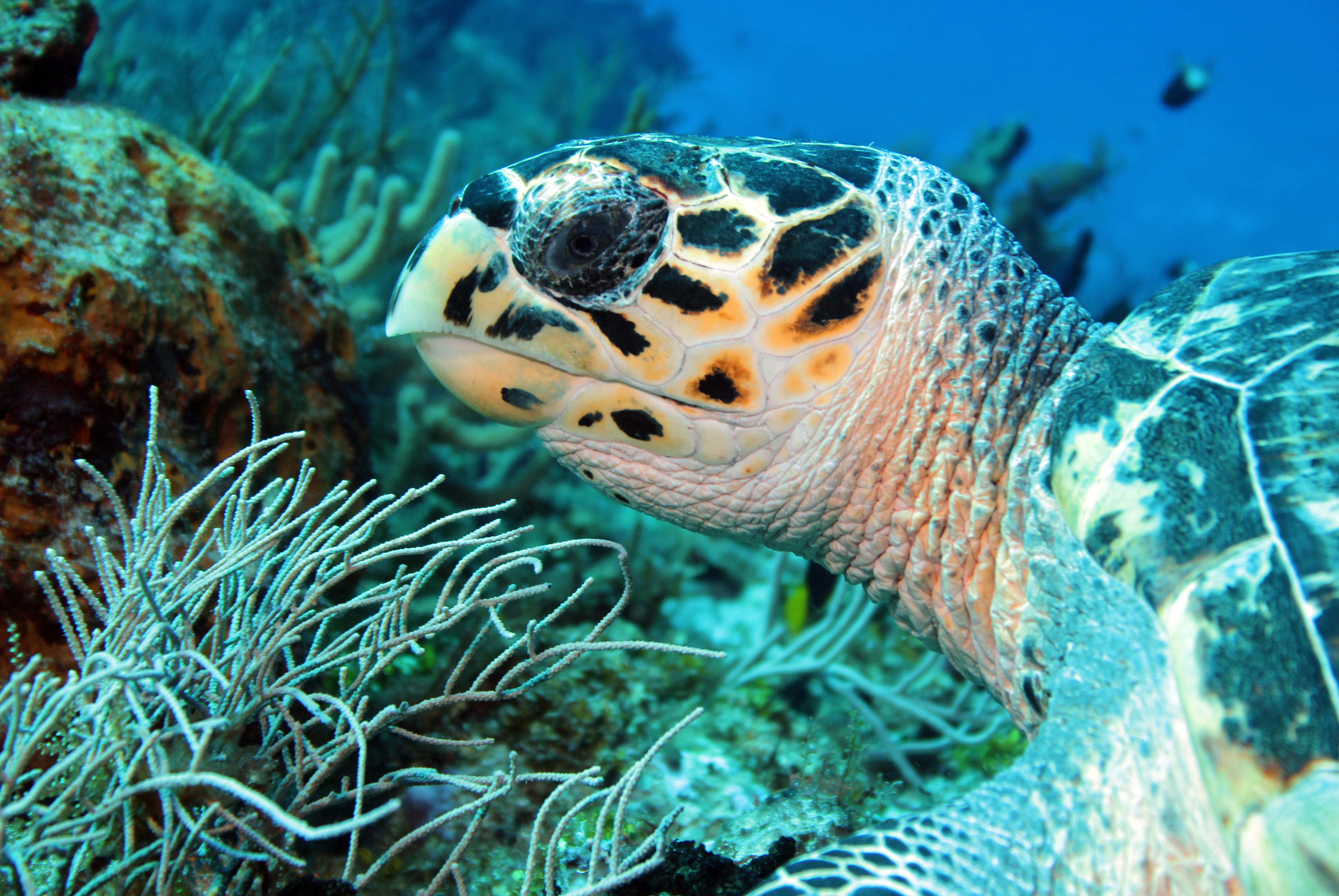 nager avec les tortues au Mexique 