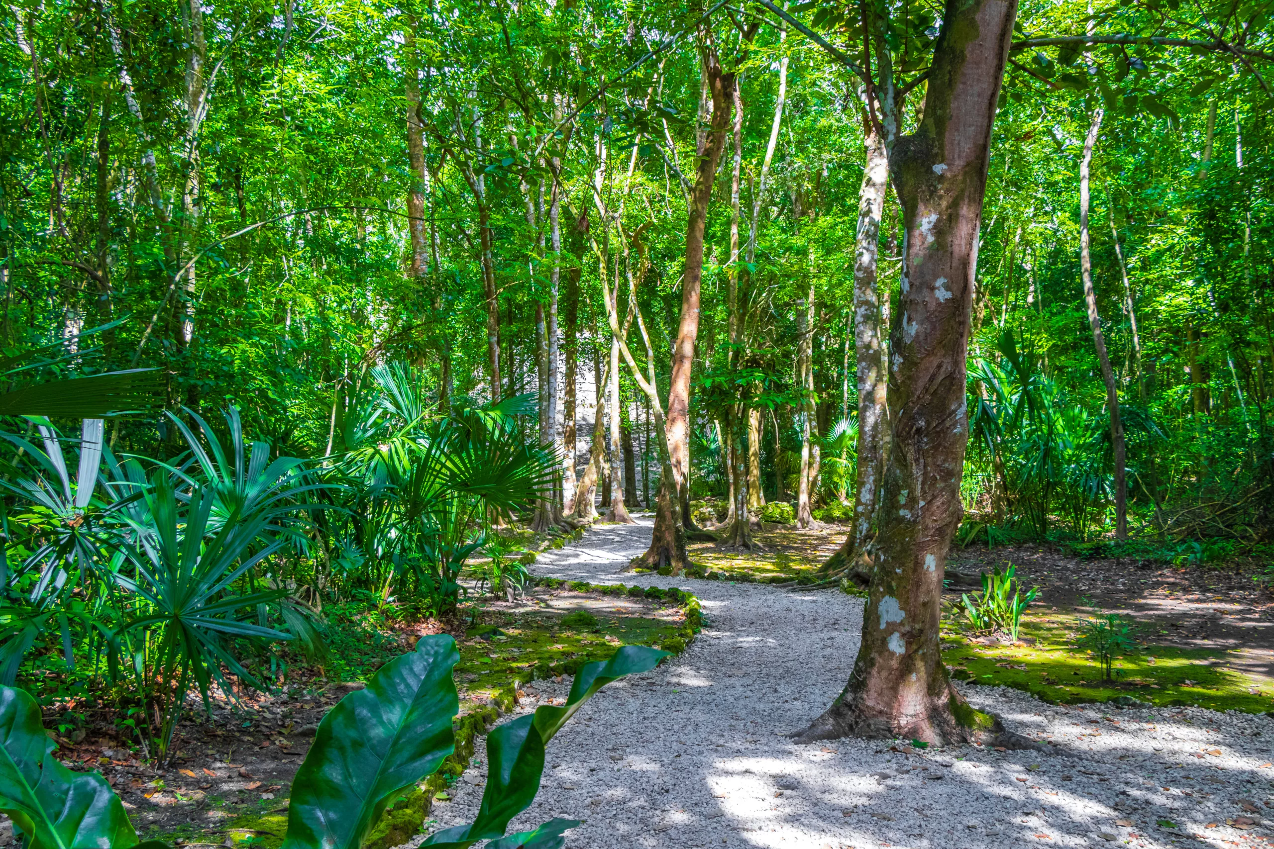 Jungle à Muyil
