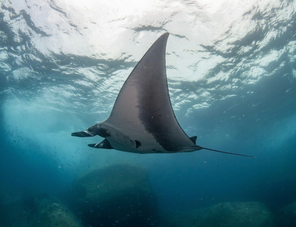 Cozumel plongée