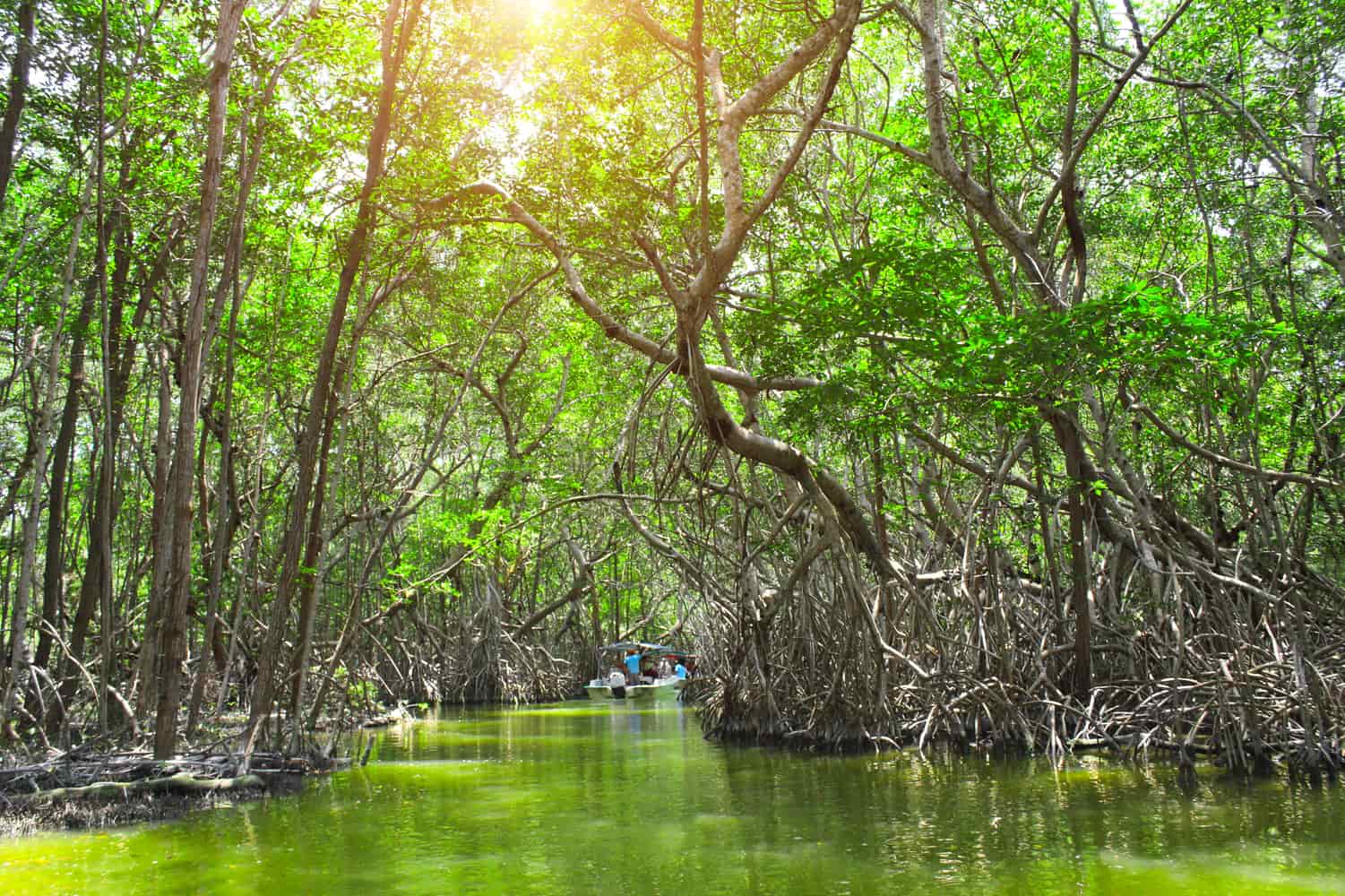 Celestun mangrove Resize - Adobe
