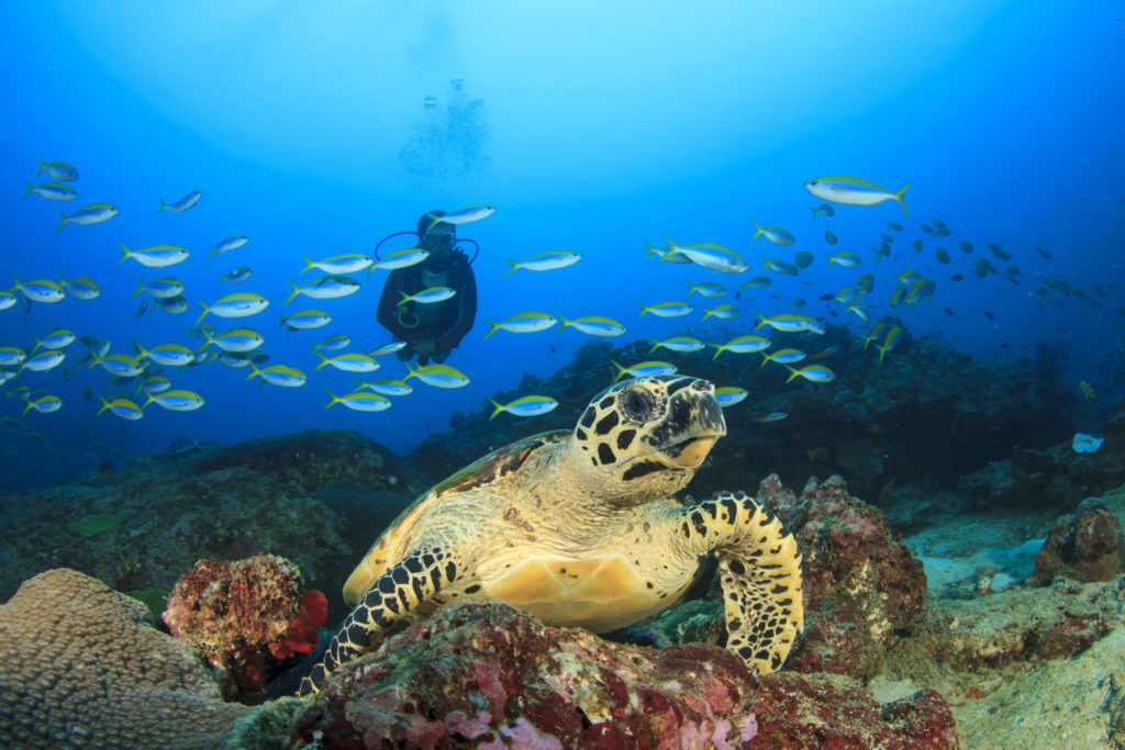 Baptême de plongée Cozumel road trip au Yucatán